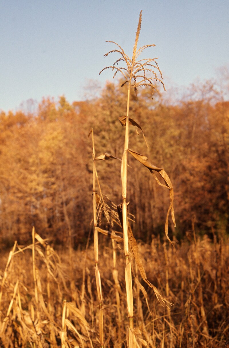 A photo of the record -- A Wheat Stalk on Clyfford Still's Farm,  1973