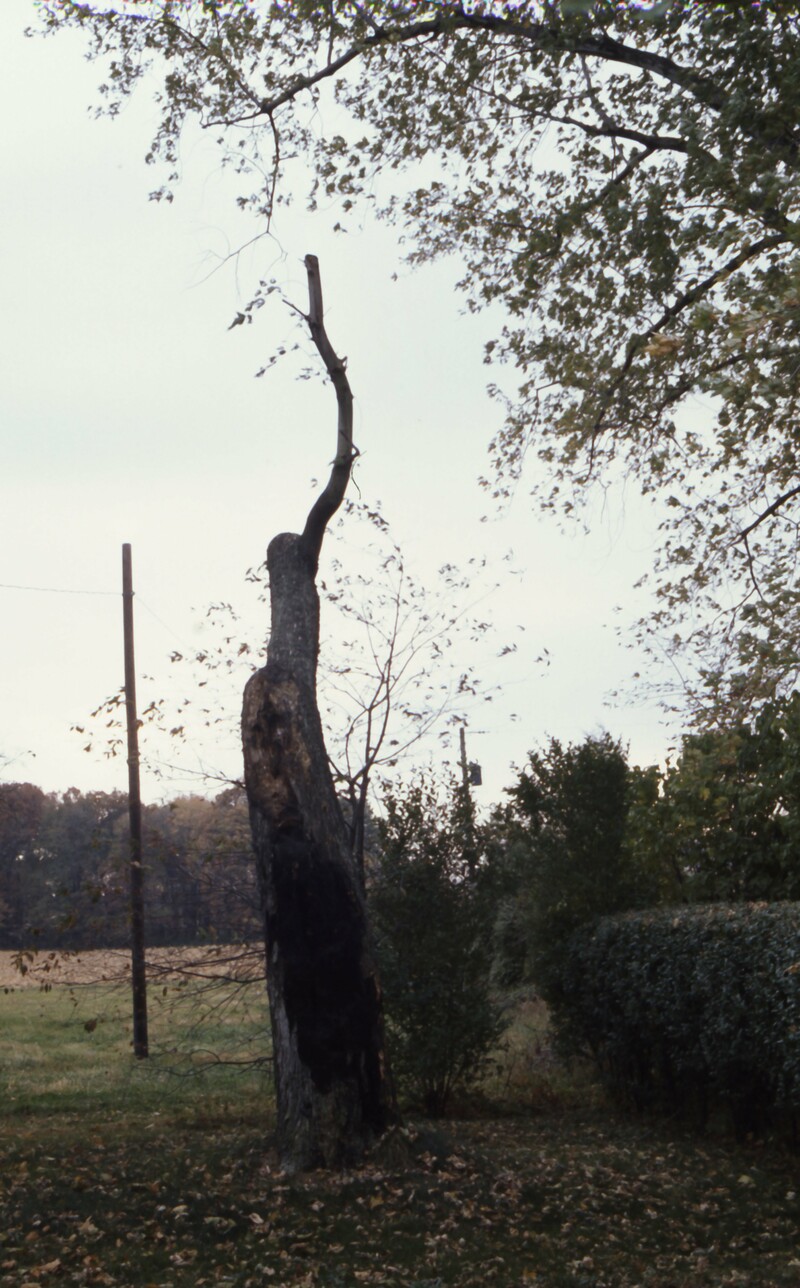 A photo of the record -- A Broken Tree Trunk on Clyfford Still's Farm,  1974 November