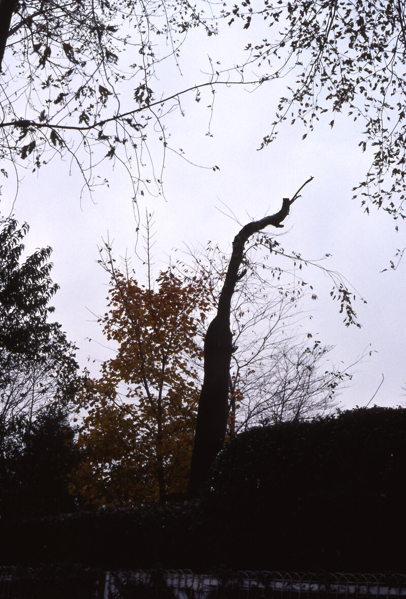 A photo of the record -- A Broken Tree Trunk on Clyfford Still's Farm,  1976 November